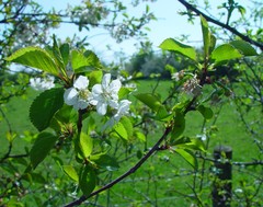 Prunus cerasus
