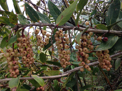 Thibaudia floribunda