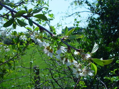 Prunus cerasus