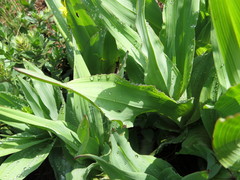 Hypoxis colchicifolia