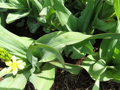 Hypoxis colchicifolia