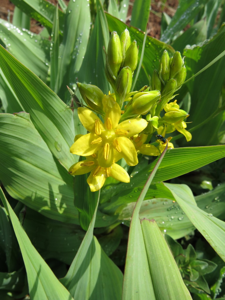 Broadleaf Stargrass