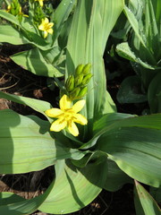 Hypoxis colchicifolia