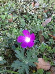 Callirhoe involucrata