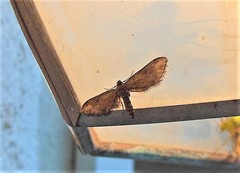 Eupithecia subapicata