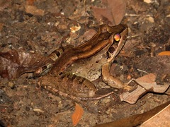 Leptodactylus guianensis