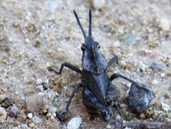 Dracotettix monstrosus