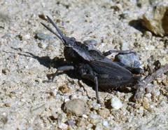 Dracotettix monstrosus