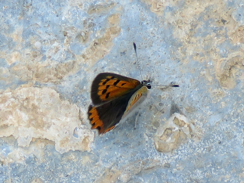 Small Copper