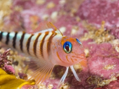 Notoclinops segmentatus