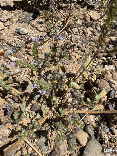 sky-blue phacelia