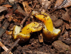 Hygrocybe xanthopoda