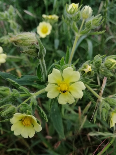 sulphur cinquefoil
