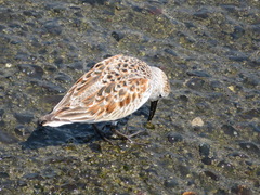 Calidris alpina