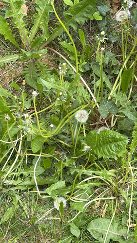 common dandelion