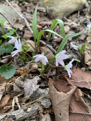 Claytonia virginica