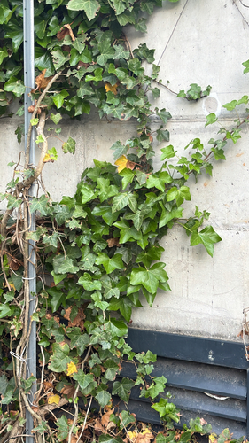 common ivy