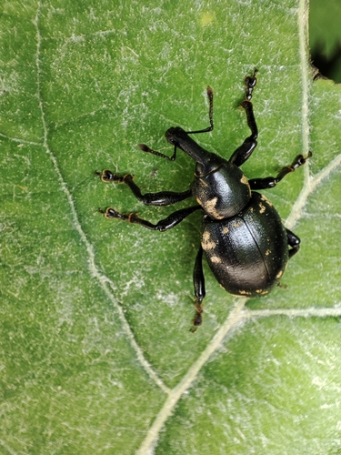 Butterbur Weevil