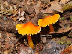 Hygrocybe xanthopoda