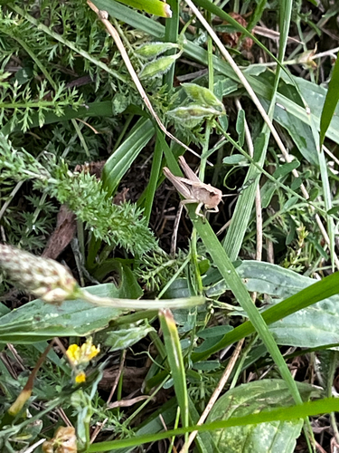 Meadow Grasshopper