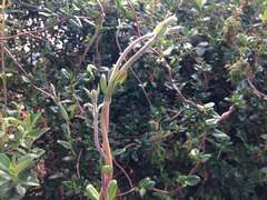 Valeriana clematitis