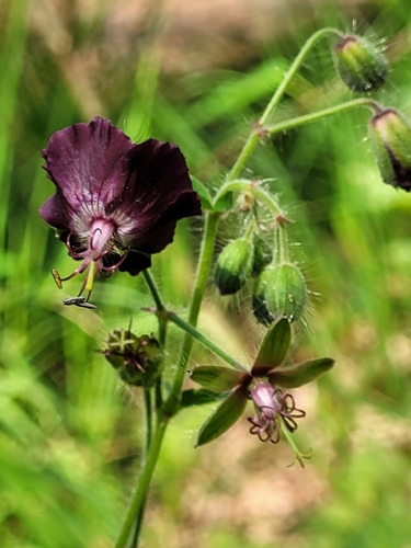 Dusky Crane's-bill