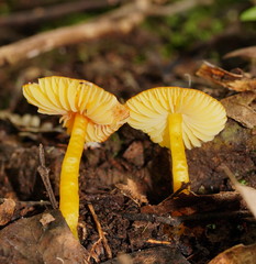 Hygrocybe xanthopoda