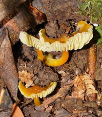 Hygrocybe xanthopoda