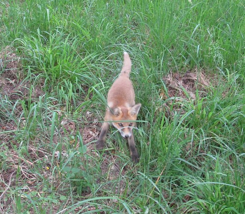 Red Fox