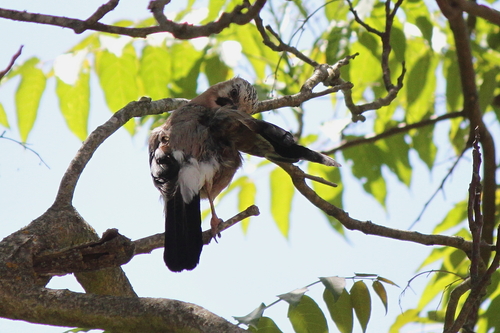Eurasian Jay