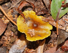 Hygrocybe xanthopoda