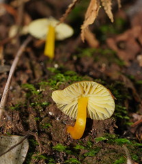 Hygrocybe xanthopoda