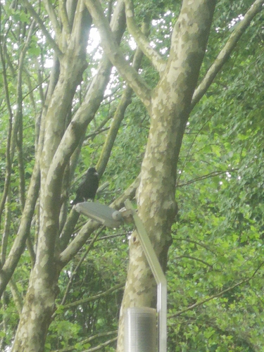 Carrion Crow