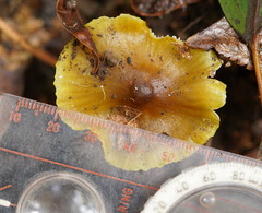 Hygrocybe xanthopoda