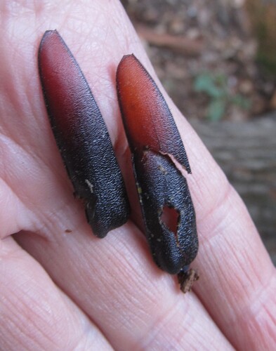 Great capricorn beetle