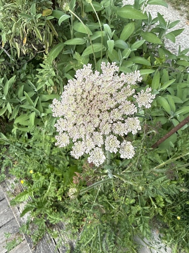 wild carrot