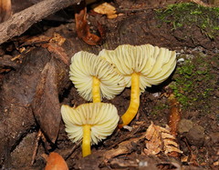 Hygrocybe xanthopoda