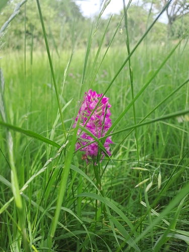pyramidal orchid