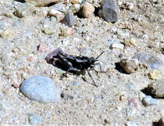 Dracotettix monstrosus