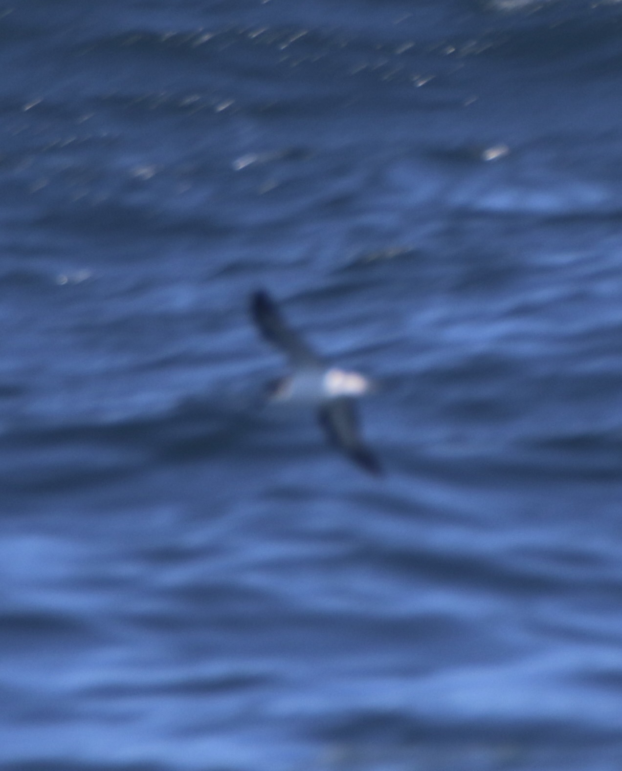 Hawaiian Petrel (Pterodroma sandwichensis), photo 9