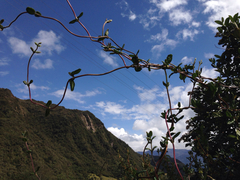 Valeriana clematitis