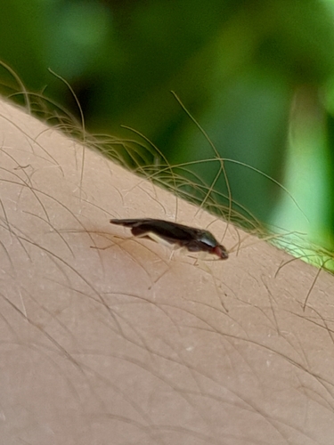 Phylus coryli