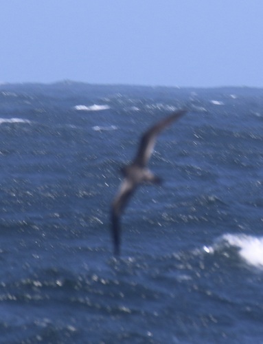 Hawaiian Petrel (Pterodroma sandwichensis), photo 3