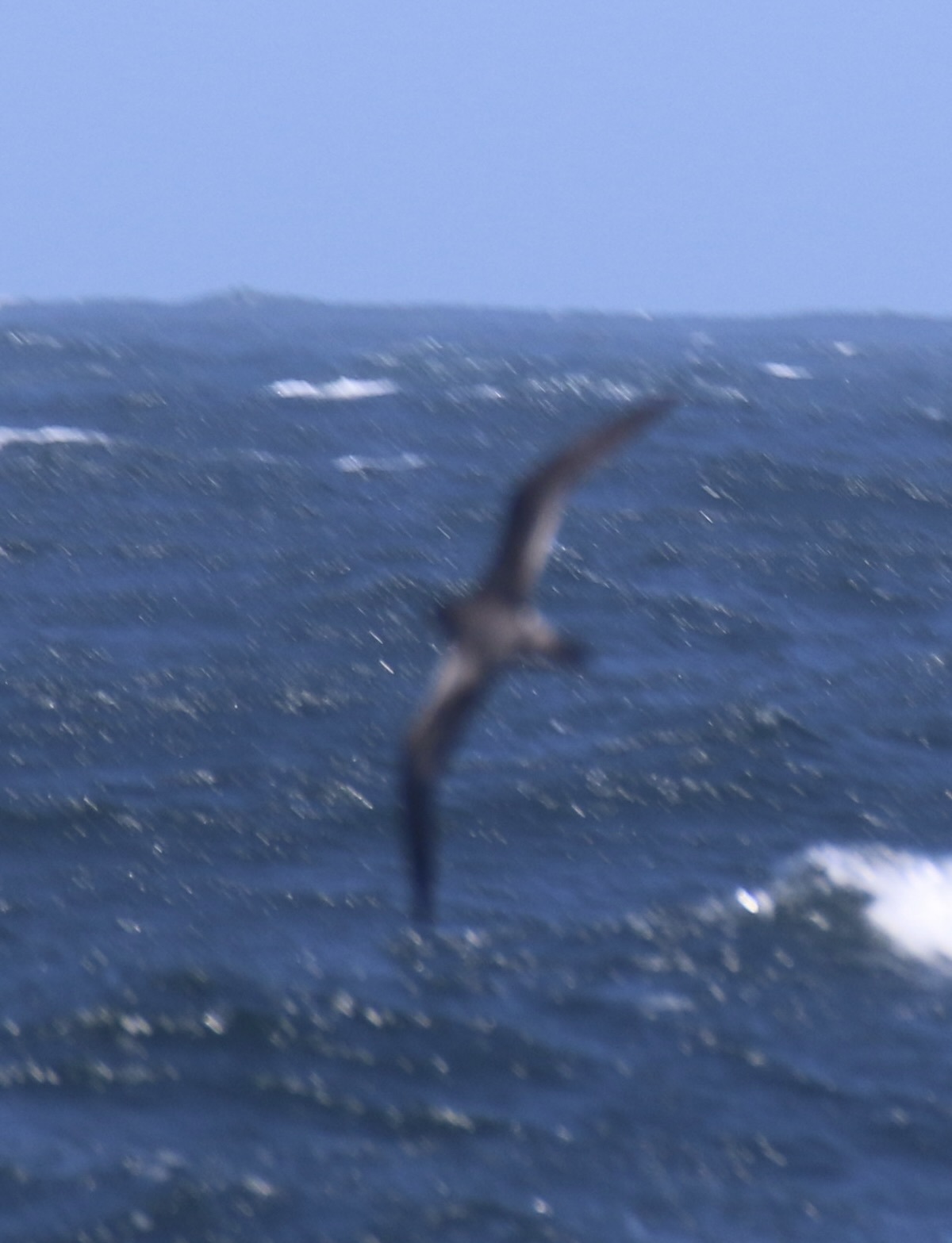 Hawaiian Petrel (Pterodroma sandwichensis), photo 3