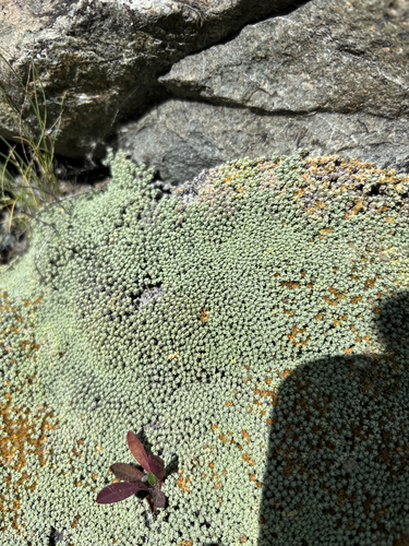Raoulia australis, photograph 6