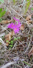 Primula cuneifolia