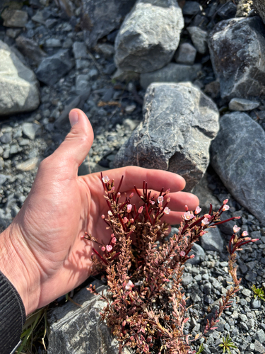 Epilobium melanocaulon