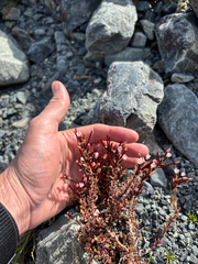 Epilobium melanocaulon