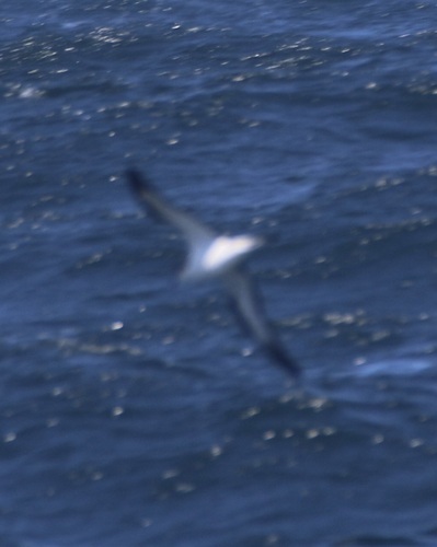 Hawaiian Petrel (Pterodroma sandwichensis), photo 4