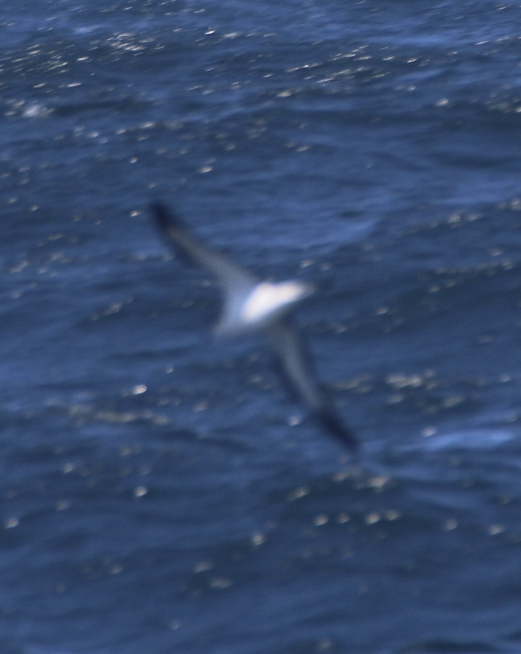 Hawaiian Petrel (Pterodroma sandwichensis), photo 4